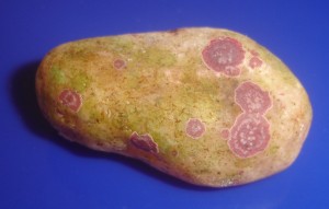 Pebble with coralline algae spots