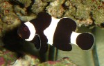 Black Percula Clownfish